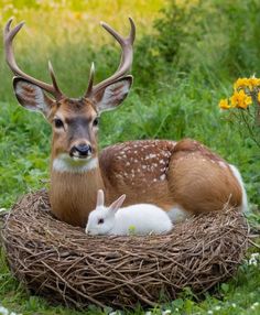 two deer and a rabbit sitting in a nest