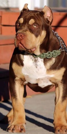 a brown and white dog standing on top of a sidewalk