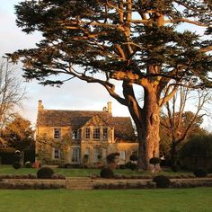 a large tree sitting in the middle of a lush green field next to a house