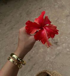 a person holding a red flower in their hand