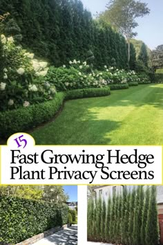 the front yard and driveway are shown in this postcard with text that reads fast growing hedge plant privacy screens