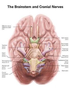 the brain is labeled with labels on its structures and functions, including the cerebratorys