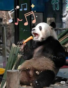 a panda bear sitting on top of a pile of bamboo holding a carrot in it's mouth