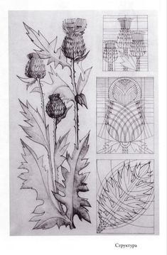 three drawings of flowers and leaves in different stages of development, with the same drawing being drawn