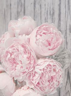 a bouquet of pink peonies in bloom