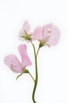 three pink flowers in a vase on a white background