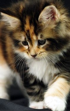 a small kitten walking across a black surface