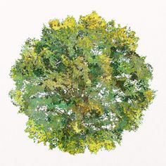 an overhead view of a green tree with yellow and green leaves on it's branches