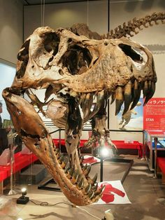 a large dinosaur skeleton is on display in a museum