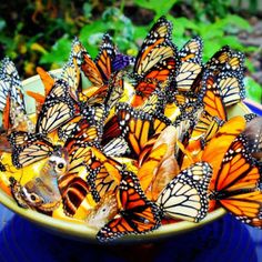 a bowl filled with lots of orange butterflies on top of a blue table next to green plants