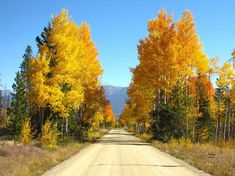 a dirt road surrounded by trees with yellow and orange leaves on it's sides