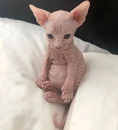 A baby Sphynx sitting Dwelf Cat, Sphynx Kittens For Sale, Bambino Cat, Cute Hairless Cat, Devon Rex, Hairless Cat, Cats For Sale, Sphynx Cat, Cat Aesthetic