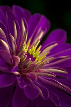 a close up view of a purple flower