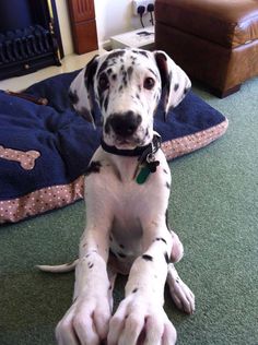 a dalmatian dog sitting on the floor with his paw up to its chest