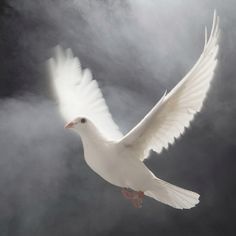 a white bird flying through the air with a quote on it