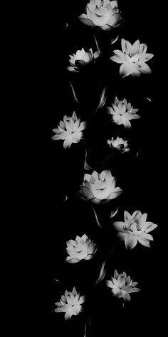 black and white photograph of flowers in the dark