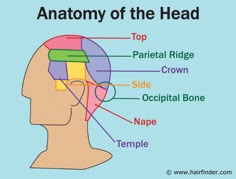 Barber Tips, Barber School, Hair Cut Guide, Hair Science, Head Anatomy