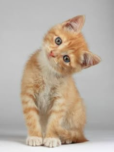 a small orange kitten sitting on top of a white floor