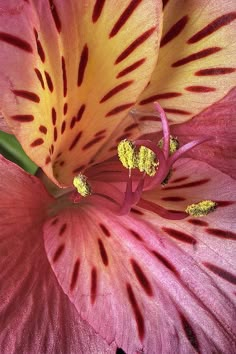 the inside of a pink flower with yellow stamens and dark red stripes on it