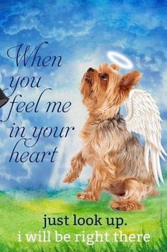 a small dog with angel wings on it's back and the words, when you feel me in your heart, i will be right there