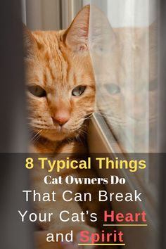 an orange cat sitting on top of a window sill with the words 8 typical things cat owners do that can break your cat's heart and spirit