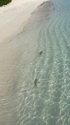 two birds are flying over the water at the beach