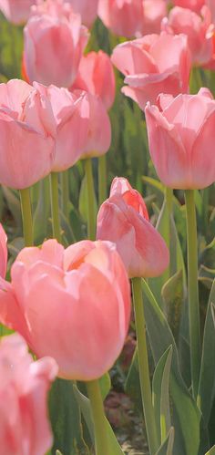 pink tulips are blooming in the garden