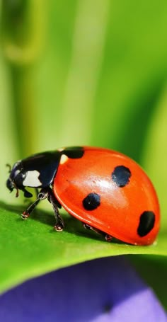 a lady bug sitting on top of a green leaf