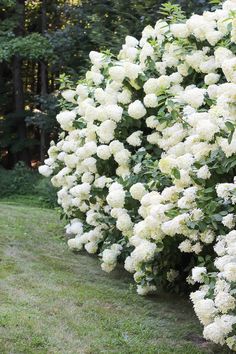 white flowers line the side of a hedge in a park area with green grass and trees