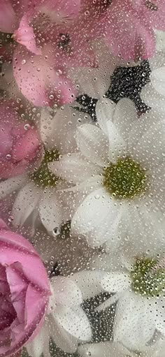 pink and white flowers with water droplets on them