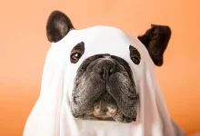 a dog dressed in a ghost costume on an orange background