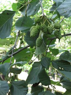 some green fruit hanging from a tree branch with leaves and branches in the foreground