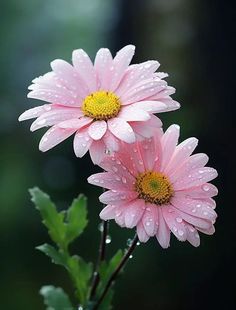 two pink flowers with water droplets on them