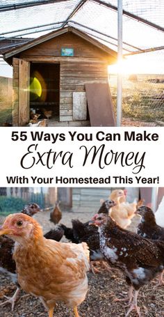 chickens in their coop with text overlay that reads 5 ways you can make extra money with your homeseed this year