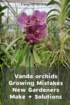 an orchid plant with the words vanda orchids growing mistakes new gardeners make 4 solutions