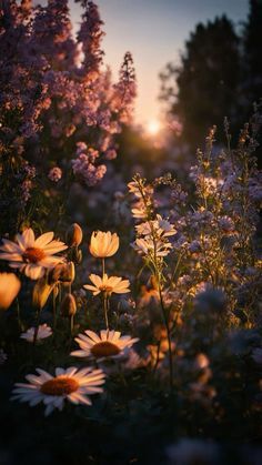 the sun shines brightly behind some wildflowers and other flowers in a field