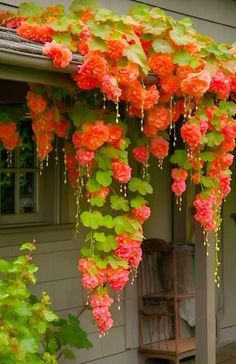 an orange and green vine hanging from the side of a house