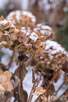 some brown and white plants covered in snow