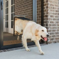 a large white dog is entering the front door