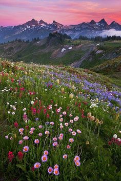 wildflowers blooming on the side of a hill at sunset with mountains in the background