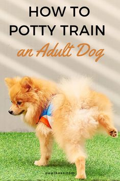 a small dog standing on top of green grass with the words how to potty train an adult dog