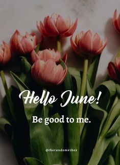 pink tulips with the words hello june be good to me