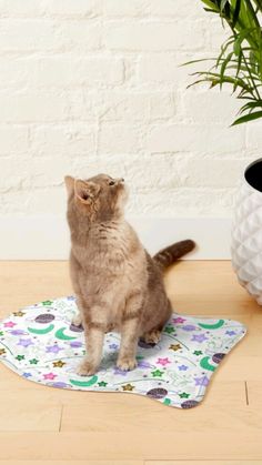 a cat sitting on top of a mat next to a potted plant