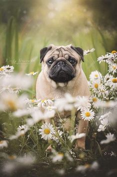 a pug dog sitting in the middle of daisies