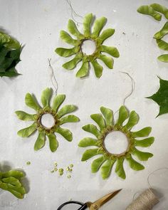 some green plants and scissors on a white table with thread, spools and needles