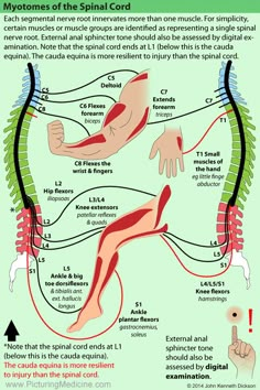 Nerve Anatomy, Bolesti Chrbta, Basic Anatomy And Physiology, Spinal Nerve, Human Body Anatomy, Spine Health, Human Anatomy And Physiology, Muscle Anatomy