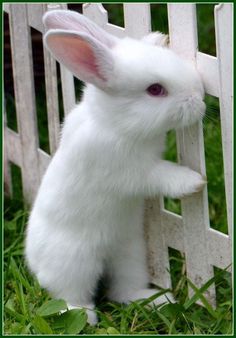 a small white rabbit standing on its hind legs in front of a wooden fence and looking at the camera