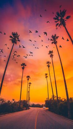 a bunch of birds flying in the air over a road with palm trees at sunset