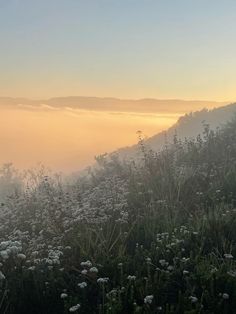 the sun is setting on a foggy hillside with wildflowers in the foreground