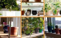 there are many potted plants on the windowsills in this photo collage